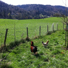 IMG_0394_JPG-1311091894