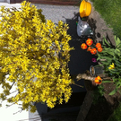 IMG_0437_JPG-1311091985