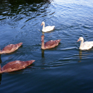 104_7576_jpg-1311284417