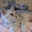 Britisch Kurzhaar Katzen