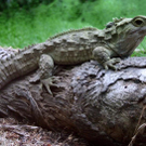 tuatara.jpg