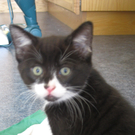 Diese Zwei Kätzchen suchen ein zuhause