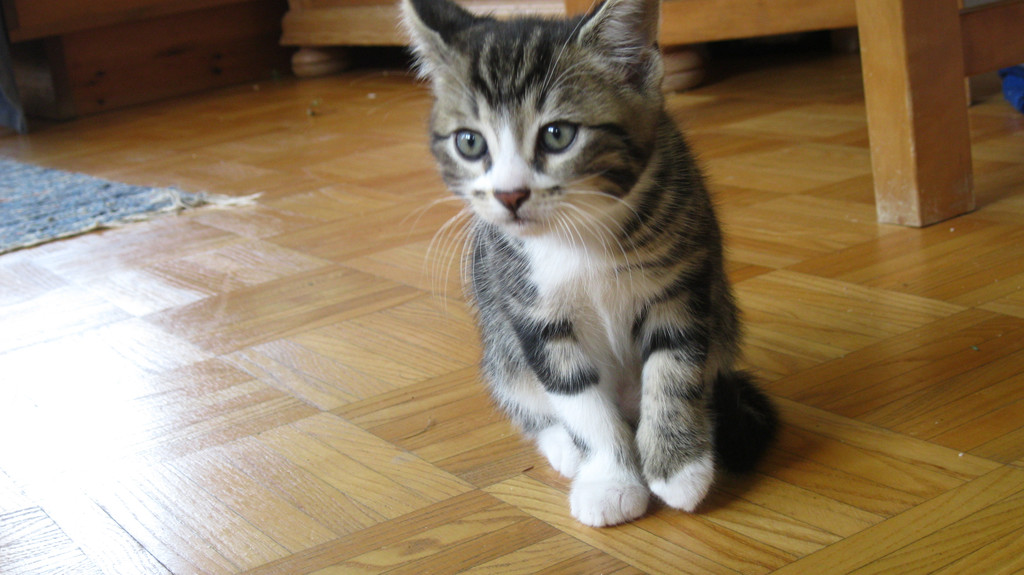 IMG_0882_JPG-1311616523