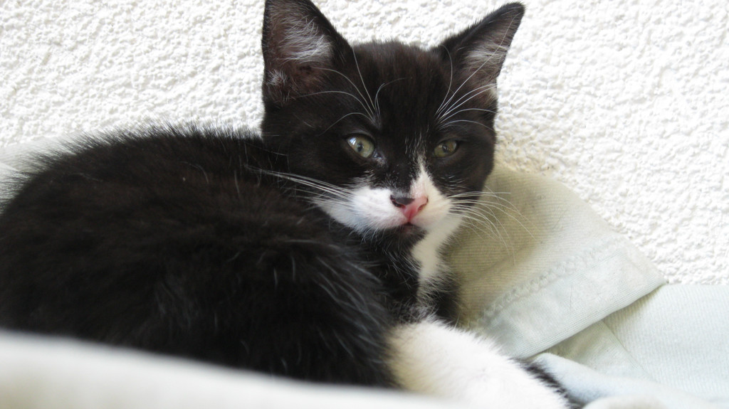 IMG_0897_JPG-1311616722