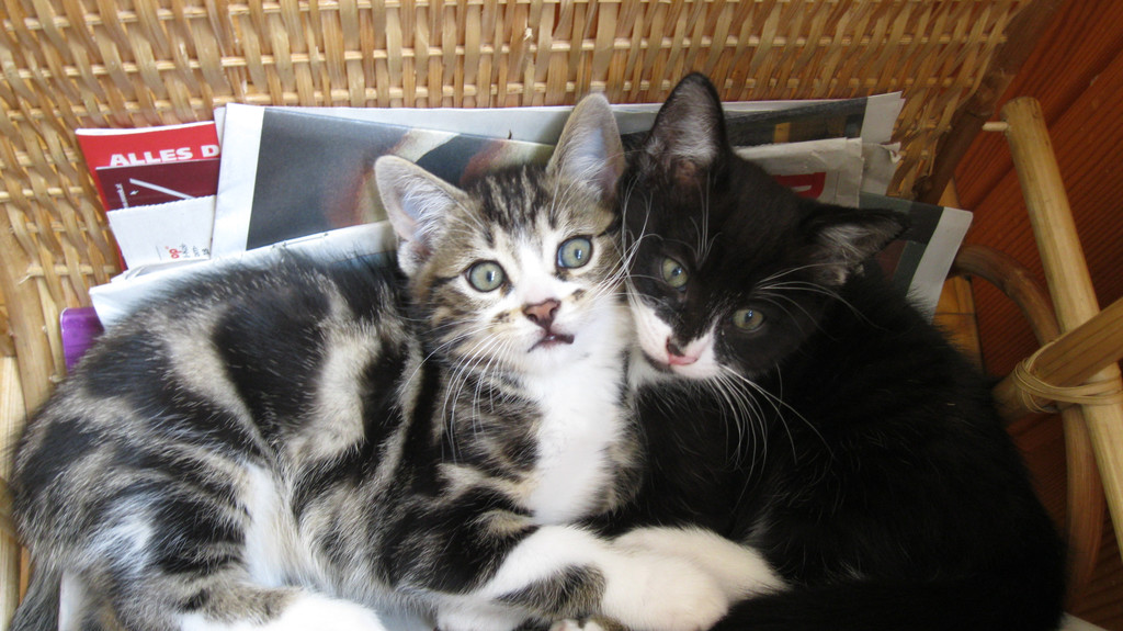 IMG_0934_JPG-1311616811