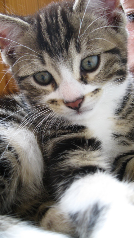 IMG_0948_JPG-1311616891