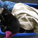 IMG_0956_JPG-1311616981