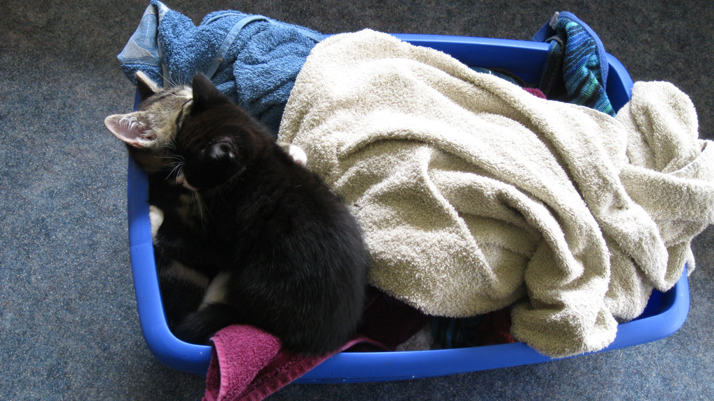 IMG_0956_JPG-1311616981