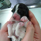 Koreanische Forscher klonten leuchtenden Hunde