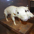     Sommerausstellung in der RiBgalerie