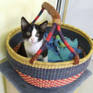 Katzen suchen ein Zuhause