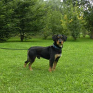 Hunde suchen ein Zuhause