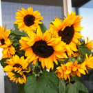 normal_01082011naturprachtspaktivnews_011.JPG
