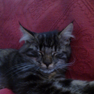 Katze zugelaufen 1_jpg-1312379324