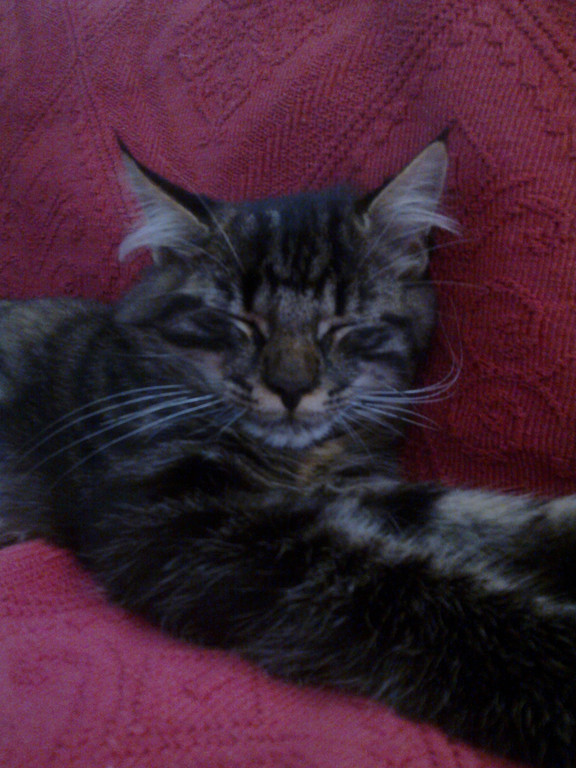 Katze zugelaufen 1_jpg-1312379324