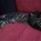 Katze zugelaufen 2_jpg-1312379365