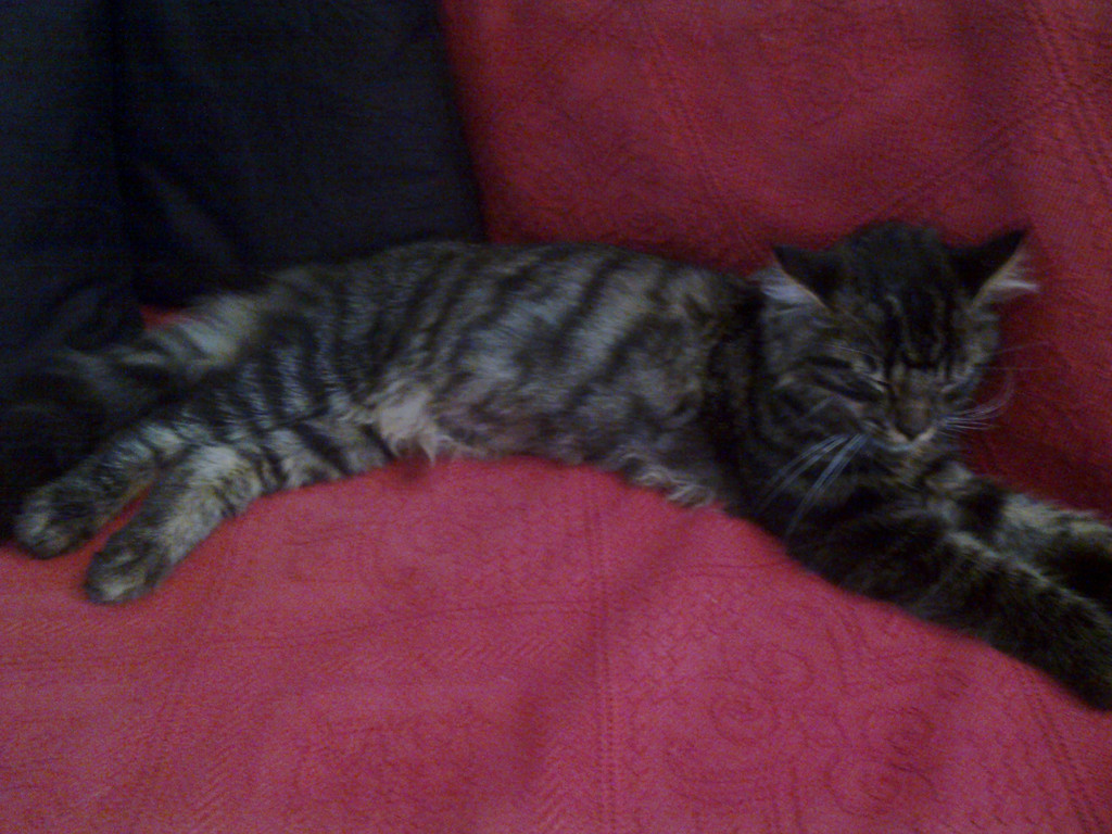 Katze zugelaufen 2_jpg-1312379365