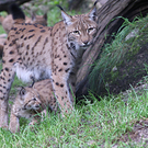 ZooSBG_Luchs_Lesnica_Nachwuchs.jpg