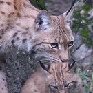 ZooSBG_LuchsBaby_Lesnica.jpg