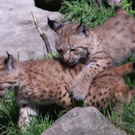 ZooSBG_Luchsbabys_Fangenspiel.jpg