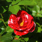Die schönsten Blumenbilder