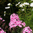 normal_03082011fmt_oaseninderstadt_mw_02.jpg