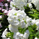 normal_03082011fmt_oaseninderstadt_mw_07.jpg