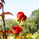 normal_03082011fmt_oaseninderstadt_mw_09.jpg