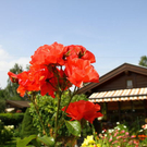 normal_03082011fmt_oaseninderstadt_mw_28.jpg