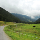 Alpe Gafluna 3_8_2011 _80__JPG-1312410283