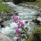 Alpe Gafluna 3_8_2011 _82__JPG-1312410372