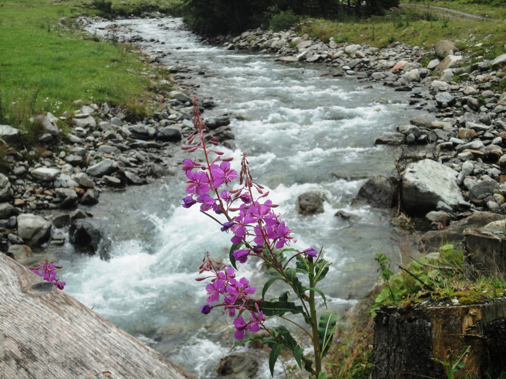 Alpe Gafluna 3_8_2011 _82__JPG-1312410372