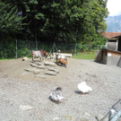 DSCN6349_JPG-1312446766