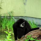 Bilder aus dem Zoo