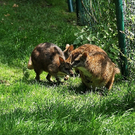 IMG_8950.JPG