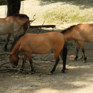 IMG_9066.JPG