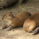 IMG_9112.JPG