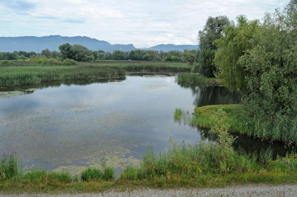 Dammerle 06_08_2011 102_jpg-1312719325
