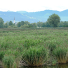 Dammerle 06_08_2011 199_jpg-1312719548