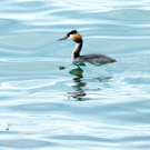 Dammerle 06_08_2011 186_jpg-1312720490