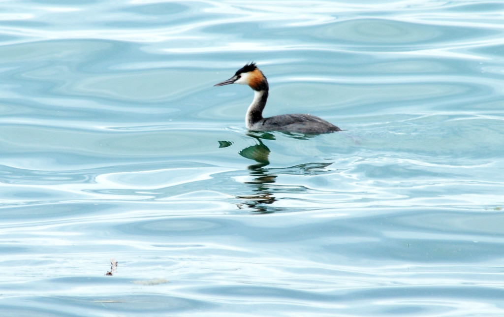 Dammerle 06_08_2011 186_jpg-1312720490