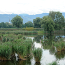 Dammerle 06_08_2011 200_jpg-1312720533