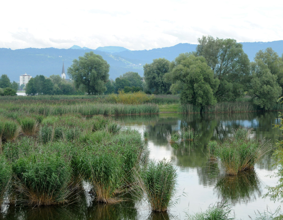 Dammerle 06_08_2011 200_jpg-1312720533