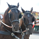 06082011dorffestswaktivnews_032.jpg