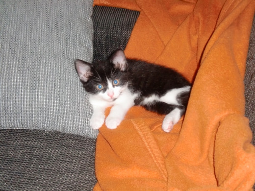 CIMG3916 - Kopie _2_.JPG