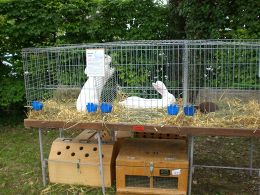 Freilandschau 2011 031.jpg