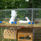 Bilder Freilandschau