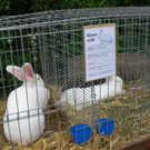 Freilandschau 2011 032.jpg