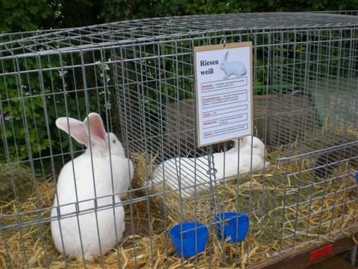 Freilandschau 2011 032.jpg