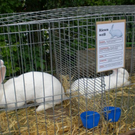 Freilandschau 2011 033.jpg